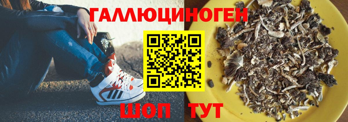 Галлюциногенные грибы Psilocybine cubensis  Вход с VPN  Нурлат 